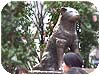 il cane hachiko 